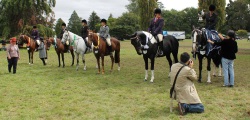 Title class Hoy Pleasure Horse 2014